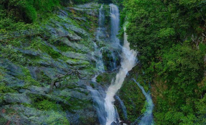2024年海南雨林大叶茶品牌推介及产销对接招商洽谈活动在京举行